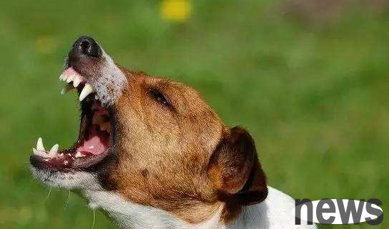 There may be a sign that a dog barking randomly for no reason!