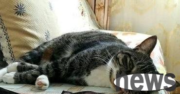 Netizens came back from buying vegetables, but opened the door but saw the cat being besieged by a chicken. They were stunned in an instant