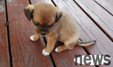 How to see if a puppy can stand on its ears? One article will teach you!