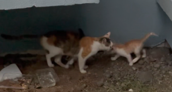 Zhejiang: Torrential rain is coming, stray cat mother takes the initiative to give the remaining kittens to the guy in order to save her kitten