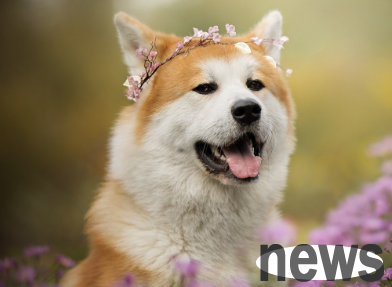 What is the cause of bleeding in dog chicks? See here for details!