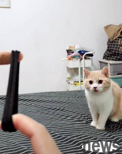 Cats like to pick up things, and their actions are similar to dogs. Netizens are speechless when they see them.