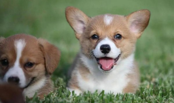 Is dogs color blind? After reading this article, you will know