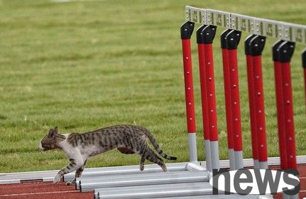interesting! The cat is also here to visit the Indonesian Asian Games, and the cute figure makes people laugh