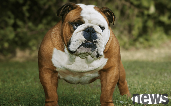 Dog common sense: What are the breeds of short-legged dogs?