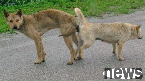 Let s see how dogs mate~