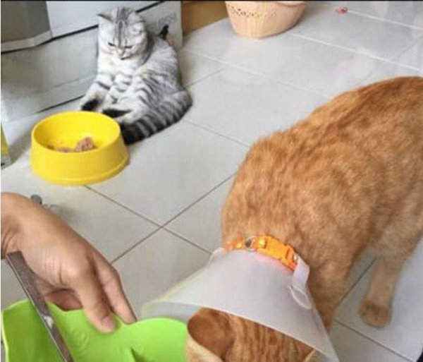 The shoveler added a meal to the sick orange cat. After seeing it, the gray cat was hit and did so!