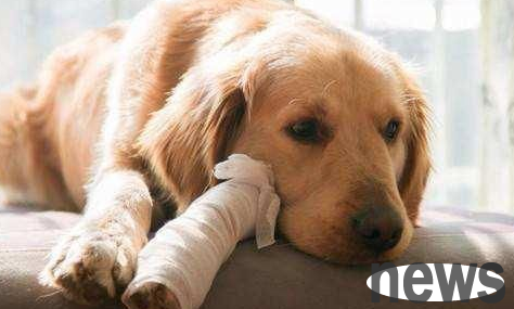 What is the reason why the dog suddenly becomes lame with his hind legs? You ll know after reading it