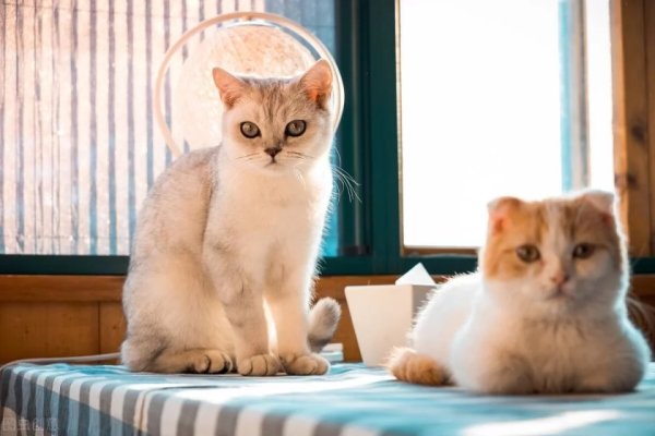 The heroine picked up three kittens, but because she had no experience, she had to throw them to the tabby cat for raising them. The domestic cat said: It s too difficult for me.