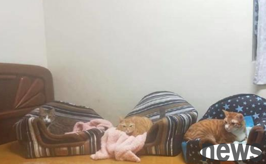 The owner bought a cat nest for the three cats, but they all slept on the top of the nest and used the bed as a sofa?