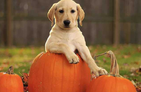 What are the benefits and disadvantages of eating pumpkin for dogs? Master, come and see