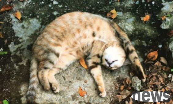 Since raising a cow cat, I have suffered from 