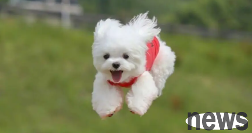 Popular Science: How many days does it take for a newborn dog to open its eyes?
