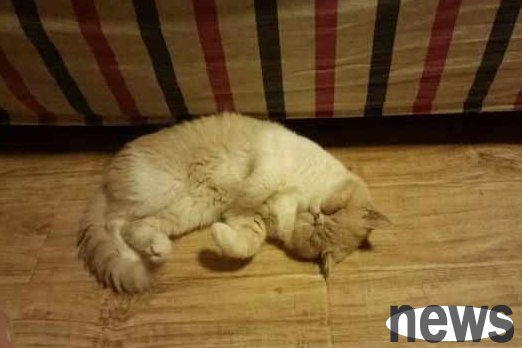 The owner has a very hypocritical and disrespectful Garfield cat at home, full of bad qualities!