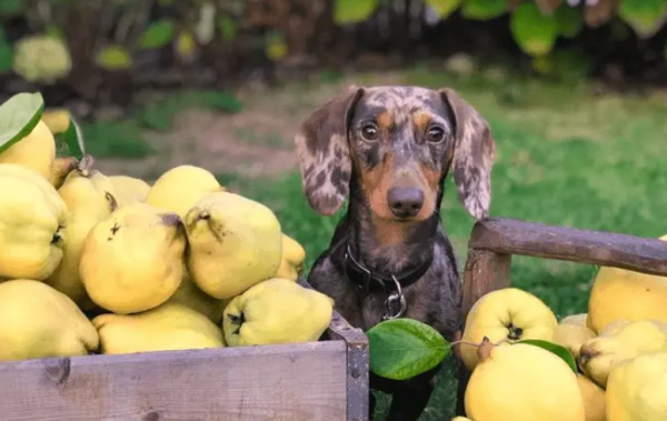 Can dogs eat pears? OK!