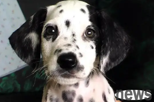 There are black patches on the dog’s skin, find out what’s causing it