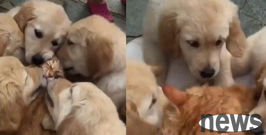 Cat-sucking brigade Ah Jin is so enthusiastic that even cat stars can’t help it!