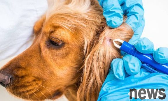How can dogs avoid getting encephalitis? The main thing to understand