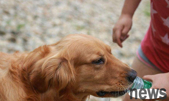 If your dog only drinks water but doesn’t eat, consider these reasons: