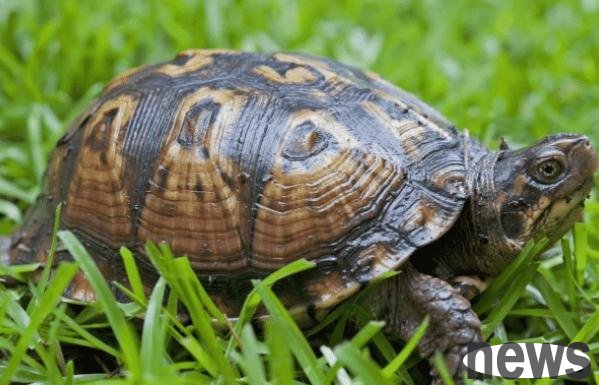 In addition to cats and dogs, these pets are also suitable for novices to keep, they are cheap, docile and trouble-free!