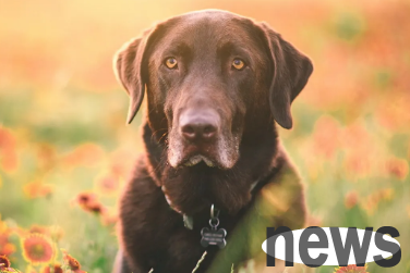 Popular Science for Breeders: How to Treat Puppy Coronavirus