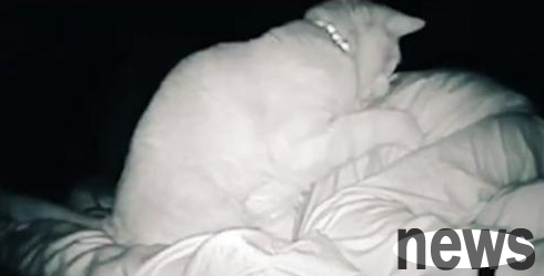 The girl was beaten by a cat for 4 hours after she fell asleep, but the kitten may not have any bad intentions