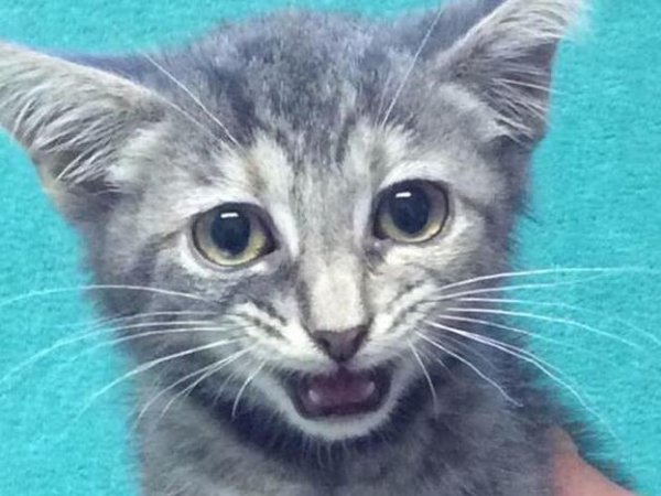 US netizens comment on cats | New Jersey is planning to legislate to ban the declawing of cats, and US netizens are complaining!