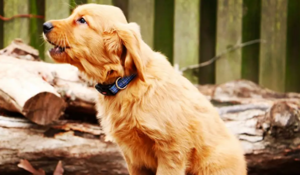 Did you know where it’s free to adopt a dog?