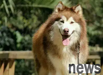 Dear Pet Master, is your dog a 