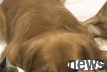 The cat is domineering at home, and the owner gives the cat a golden retriever as a mount, making passers-by laugh and cry.