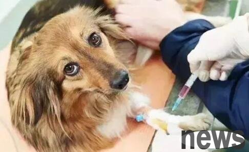 What should you pay attention to when your dog is vaccinated? Let’s take a look.