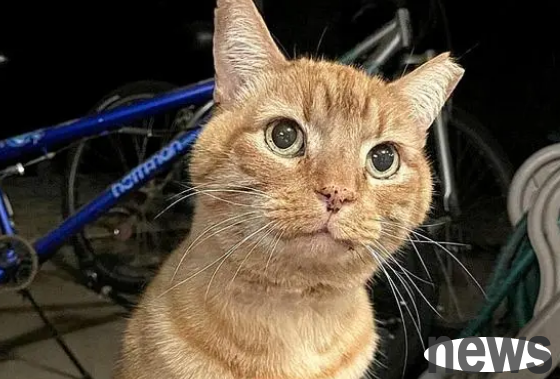 The adopted stray cat has been fed for 9 years and has no family.