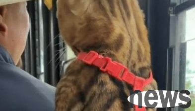 The cat and the uncle squeezed into a window to watch, and the owner was helpless. Meow: I just want to see what he is looking at!