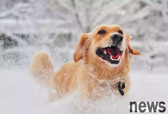 In order to keep your dog safe through the winter, poop scavengers must know these precautions!