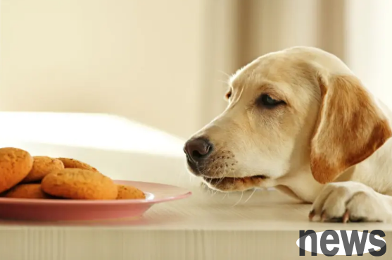 These behaviors of a dog show that it is very smart, so don’t underestimate it!