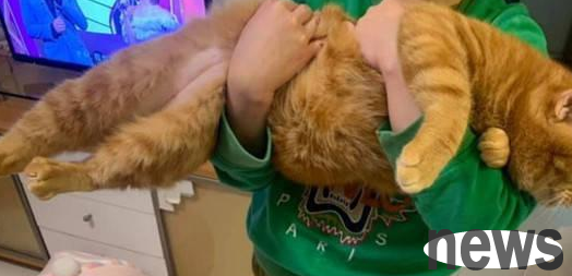 The orange cat’s hip circumference exceeds 20 inches, and its owner revealed: It eats and sleeps every day, and eats when it sleeps