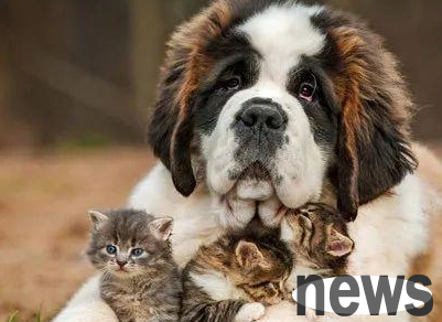 What are the prevention and treatment methods for cat ringworm and dog ringworm? This article gives you the answer!