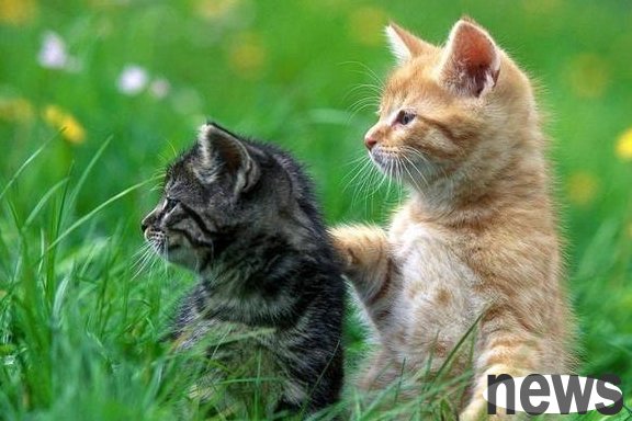 Why does a cat become motionless when you pinch the flesh on the back of its neck? You may not believe the answer