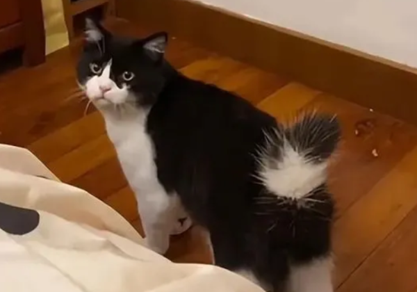 My father was strongly against keeping cats, and after a while he seemed like a different person.