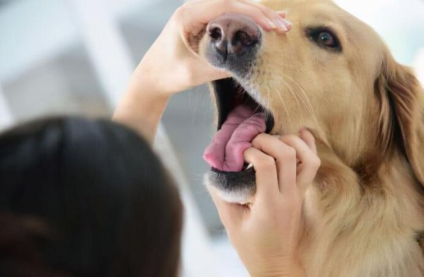7 common diseases in dogs, know and prevent early