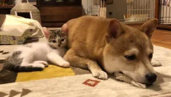 The dog was scratched on the face by the kitten many times, and it couldn t bear it and subdued the cat