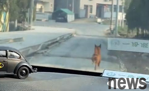 After a dog in Zhejiang was adopted, he drove his family to work every day at the entrance of the village: it has been rain or shine for two years