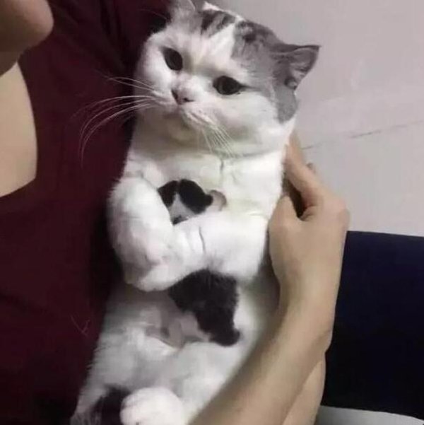 The owner wanted to see the kitten, but the mother cat had a refusal expression on her face. Netizens: They laughed so hard!