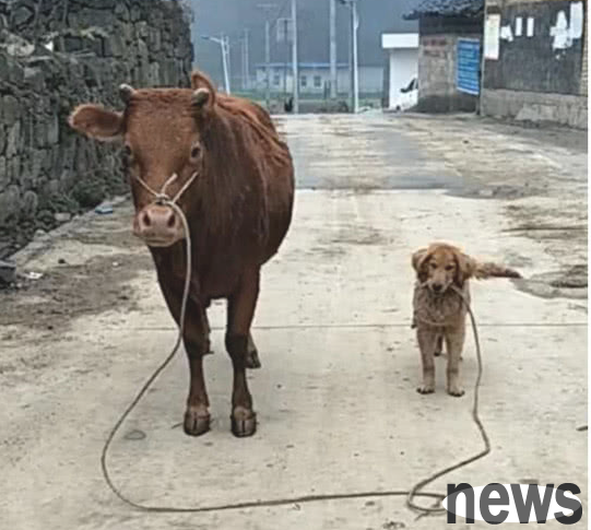 The dog cowered and helped its owner to herd the cows. After returning home, the owner was stunned. Netizen: Amazing