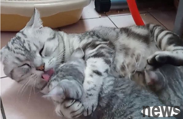 The super daddy shorthair cat acts as a mother and patiently lets her daughter drink milk