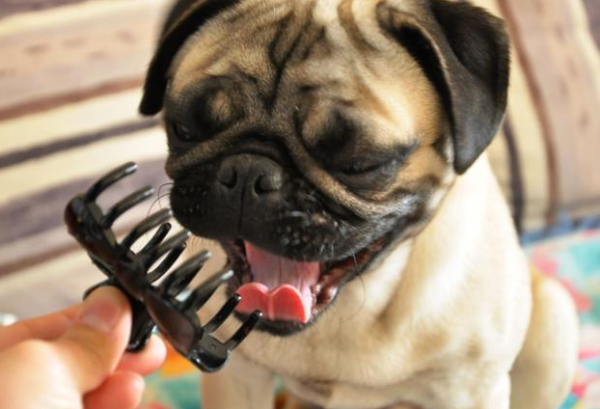 When ordering a dog online, a woman was worried that the courier company would 