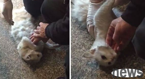 The cat walked away from hell once, and got a blessing in disguise as a cat slave