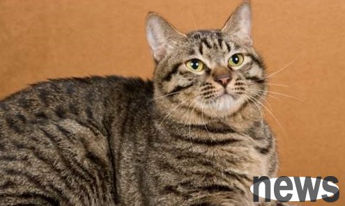 The mother cat didn t let the owner touch the kitten. After giving it a look, it put it on the owner s bed.