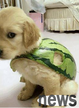 The poop scraper is so funny that he uses Western paw skin to cut clothes for the puppy, and the little golden retriever turns into a little turtle in an instant