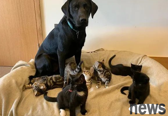 The dog raised 7 kittens. After the cat was given away, I thought it would be sad, but it turned out...